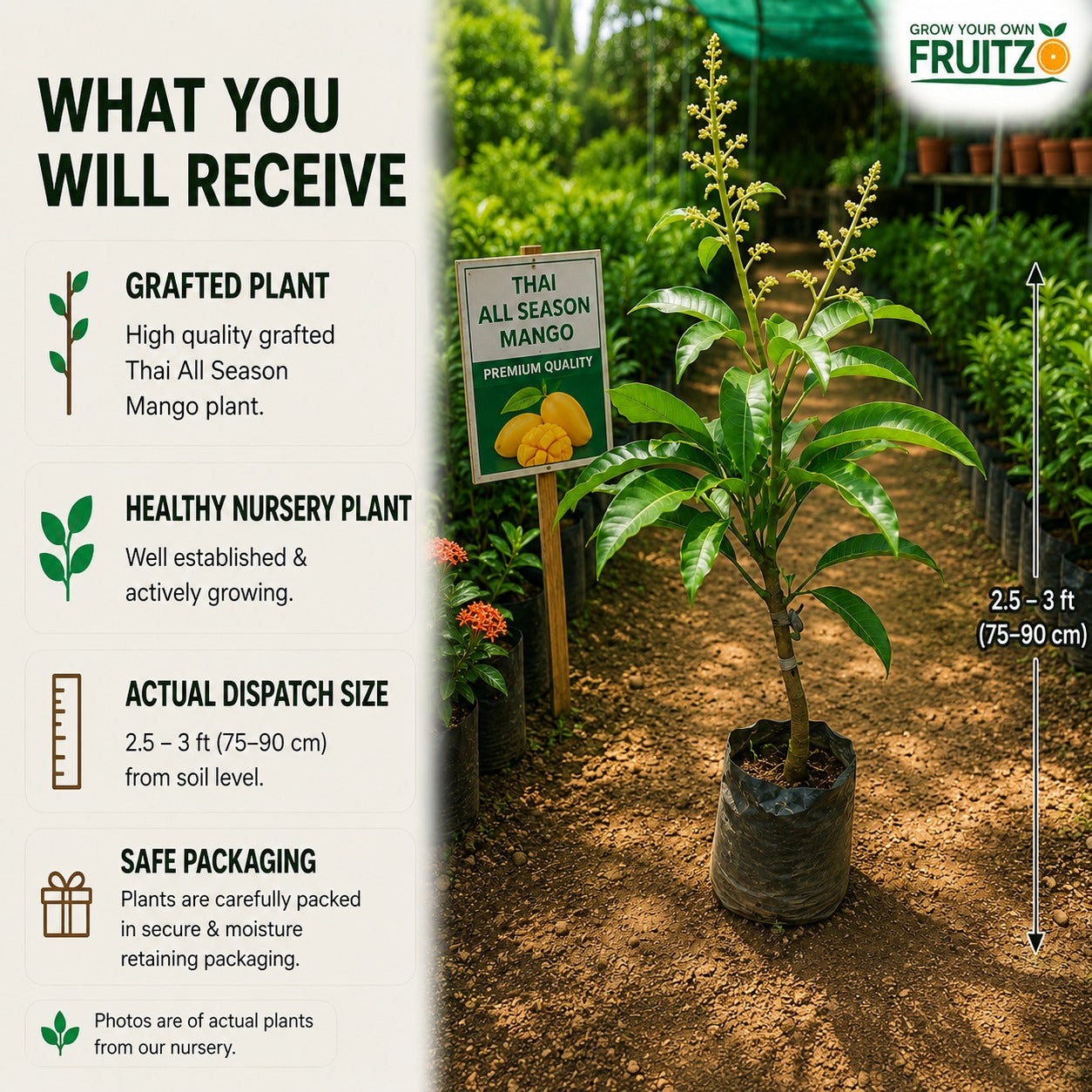 Thai All Season Grafted Mango Plant 1.5 - 2 Feet
