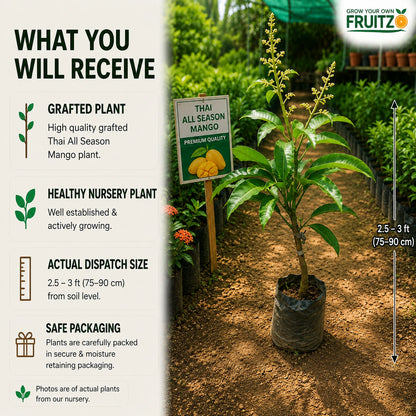 Thai All Season Grafted Mango Plant 1.5 - 2 Feet
