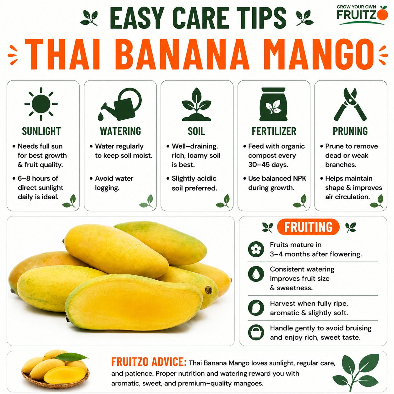 Thai Banana Mango Grafted Plant 1.5 - 2 Feet