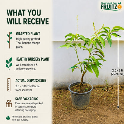 Thai Banana Mango Grafted Plant 1.5 - 2 Feet