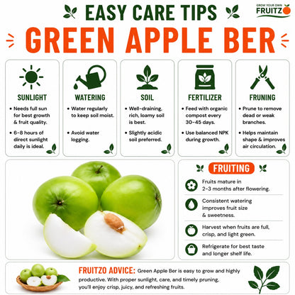 Kashmir Green Apple Ber – Crisp, Sweet & High-Yield  Grafted Fruit Plant for Home & Terrace Gardening