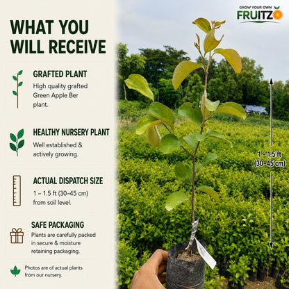 Kashmir Green Apple Ber – Crisp, Sweet & High-Yield  Grafted Fruit Plant for Home & Terrace Gardening