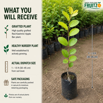 Red Kashmiri Apple Ber Grafted Plant 1 Feet  Perfect for Home Gardens
