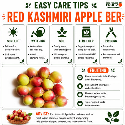 Red Kashmiri Apple Ber Grafted Plant 1 Feet  Perfect for Home Gardens