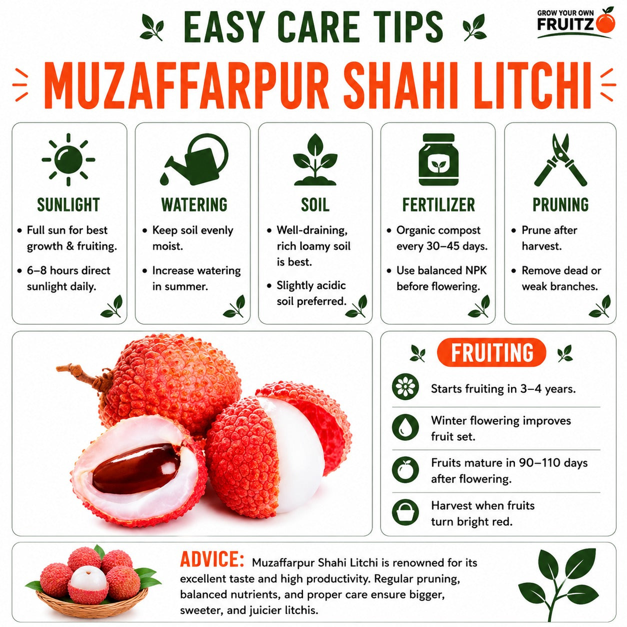Muzaffarpur Shahi Litchi Grafted Fruit Plant 1 - 2 Feet For Home And Terrace Garden
