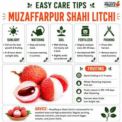 Muzaffarpur Shahi Litchi Grafted Fruit Plant 1 - 2 Feet For Home And Terrace Garden