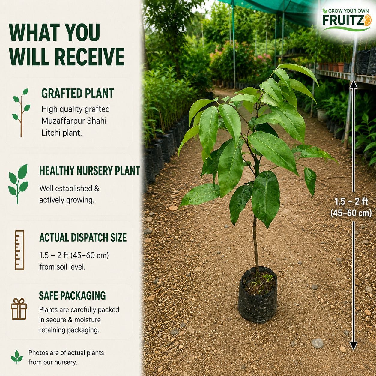 Muzaffarpur Shahi Litchi Grafted Fruit Plant 1 - 2 Feet For Home And Terrace Garden