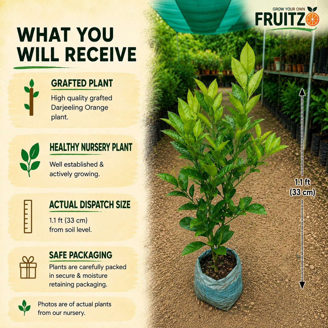Darjeeling Orange Grafted Plant 1 - 2 Feet  for Home Garden