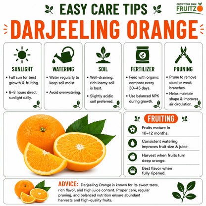 Darjeeling Orange Grafted Plant 1 - 2 Feet  for Home Garden