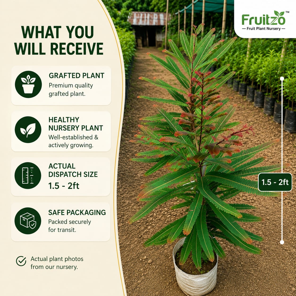 Red Amla Grafted  Fruit Plant –  for Home & Terrace Gardening