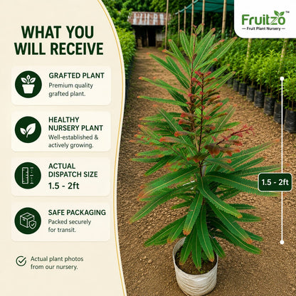 Red Amla Grafted  Fruit Plant –  for Home & Terrace Gardening