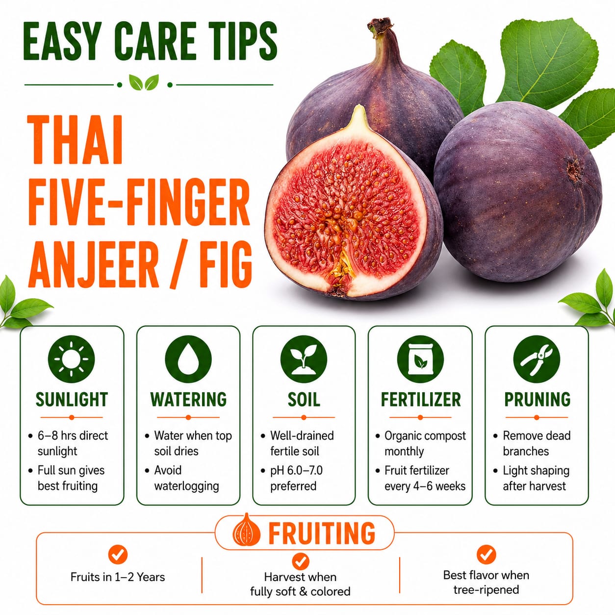 Thai Five-Finger Anjeer/ Fig Grafted Plant Home & Terrace Gardening