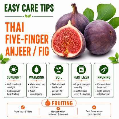 Thai Five-Finger Anjeer/ Fig Grafted Plant Home & Terrace Gardening