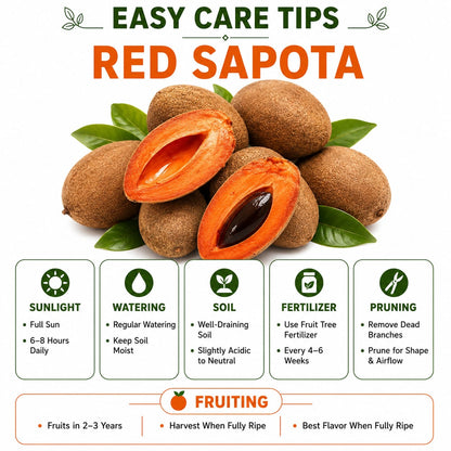 Rare Red Sapote Plant (Grafted) – Great Choice for Home & Terrace Gardening