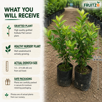 Kolkata Pati Lemon Grafted Plant for Home & Terrace Gardening