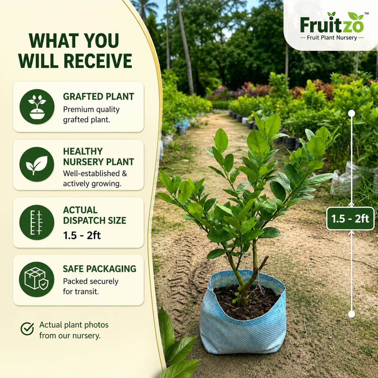 Seedless Lemon (Grafted) Fruit Plant  for Home & Terrace Gardening