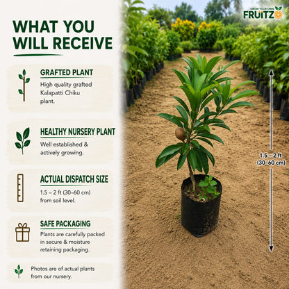 Kalapatti Chiku Grafted plant 1- 2 Feet For Home And Terrace Garden