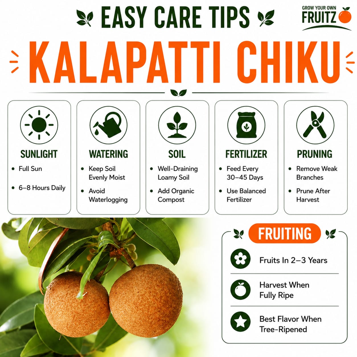 Kalapatti Chiku Grafted plant 1- 2 Feet For Home And Terrace Garden