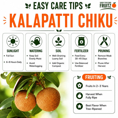 Kalapatti Chiku Grafted plant 1- 2 Feet For Home And Terrace Garden