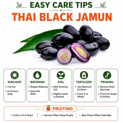Thai Black Jamun Grafted Plant For Home Garden