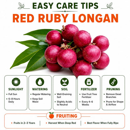 Red Rubby Longon Grafted Fruit Plant for Home & Terrace Gardening
