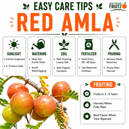 Red Amla Grafted  Fruit Plant –  for Home & Terrace Gardening