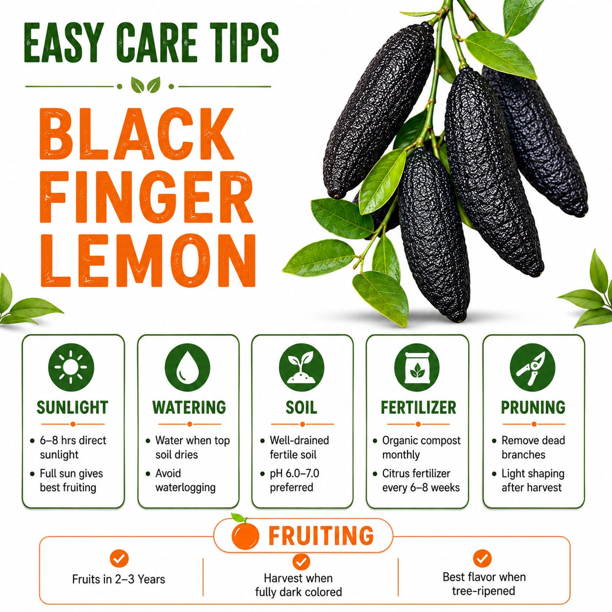black Finger Lemon Grafted Plant For Home | Terrace Gardening