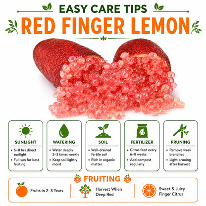 Red Finger Lemon Grafted Plant For Home | Terrace Gardening
