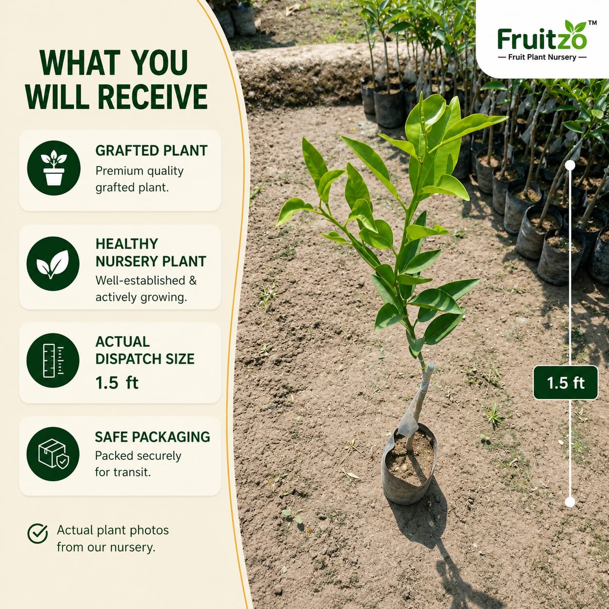 Vietnam Malta Mosambi Grafted Fruit Plant for Home & Terrace Gardening