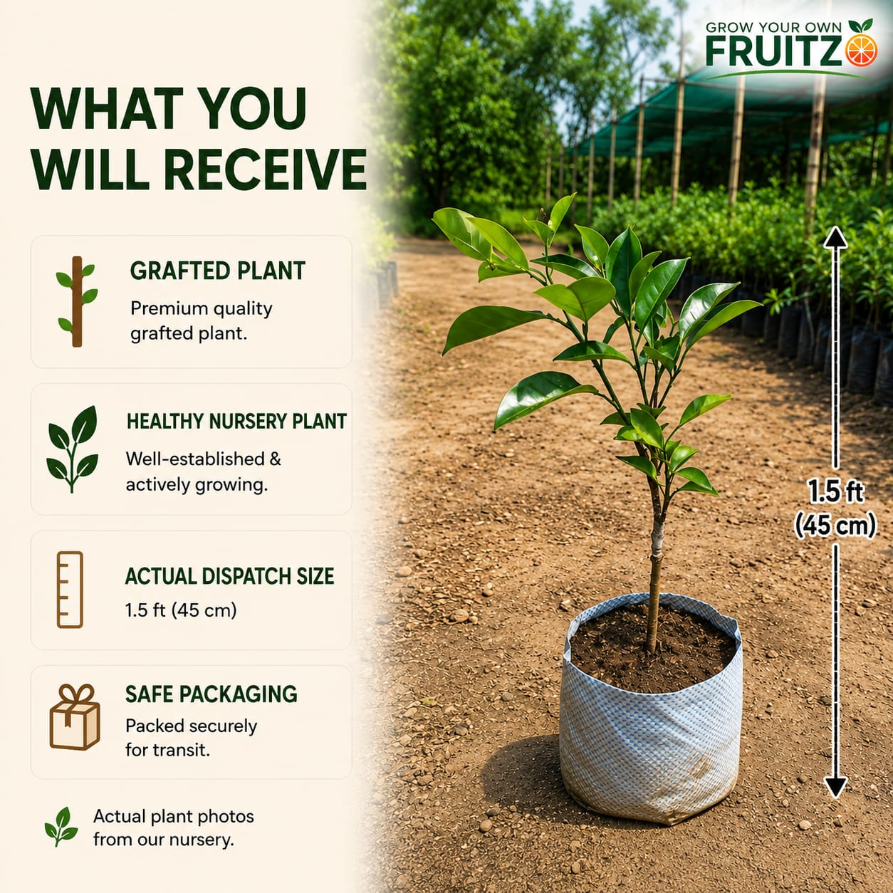 Misorio Malta Grafted Plant for Home & Terrace Gardening