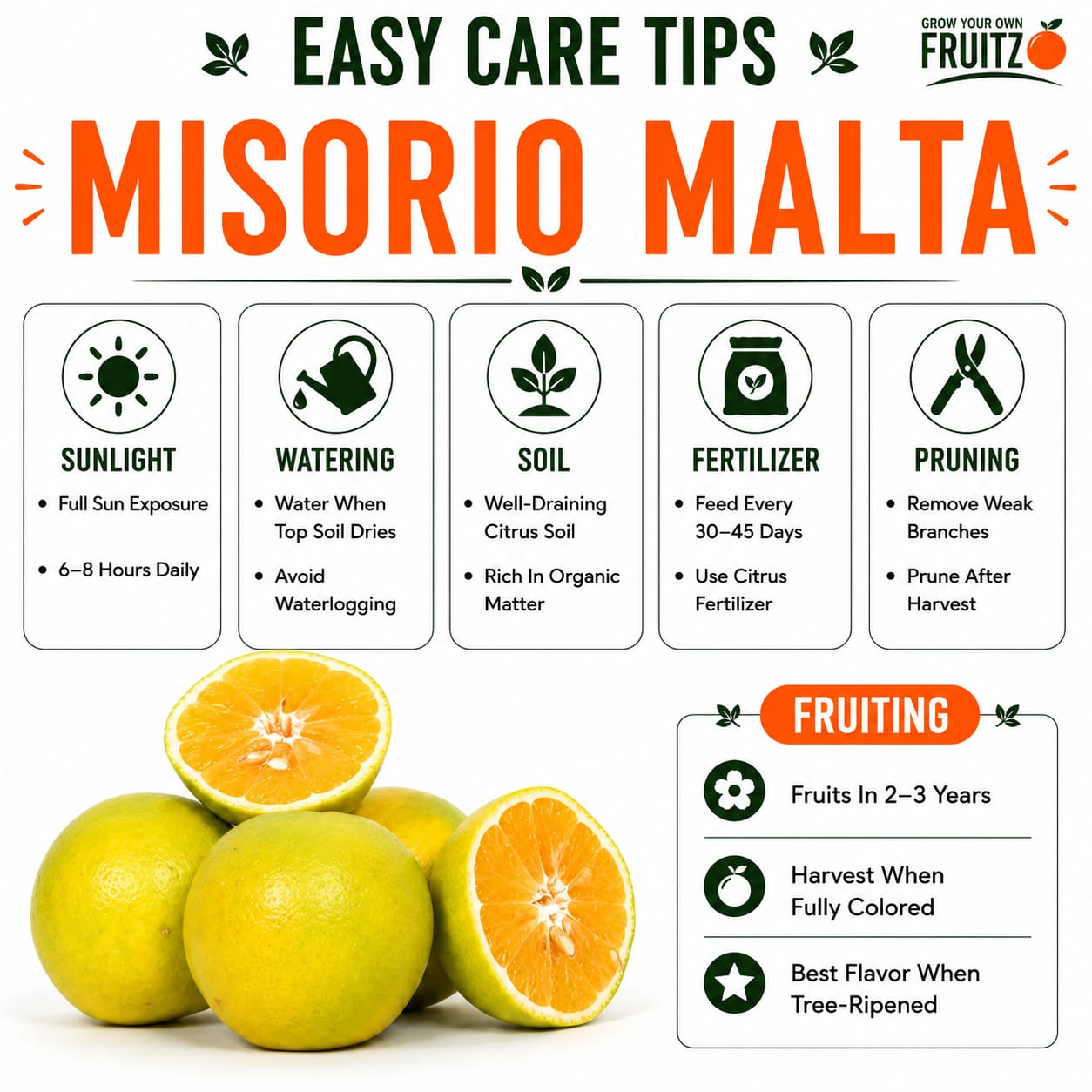 Misorio Malta Grafted Plant for Home & Terrace Gardening