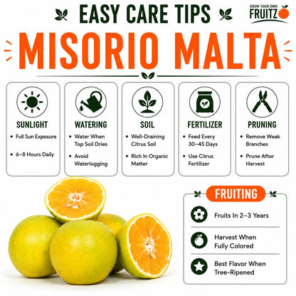 Misorio Malta Grafted Plant for Home & Terrace Gardening