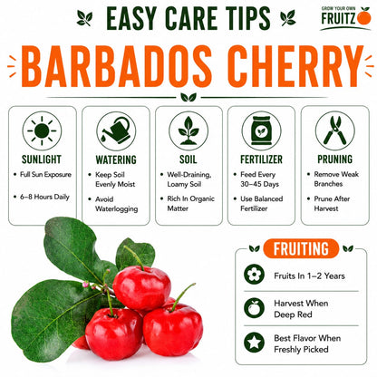 Barbados Cherry Grafted Plant 1.5 - 2 Feet