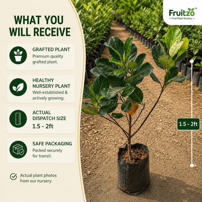 Vietnam Super Early Jackfruit (Grafted) – Premium H for Home & Terrace Gardening