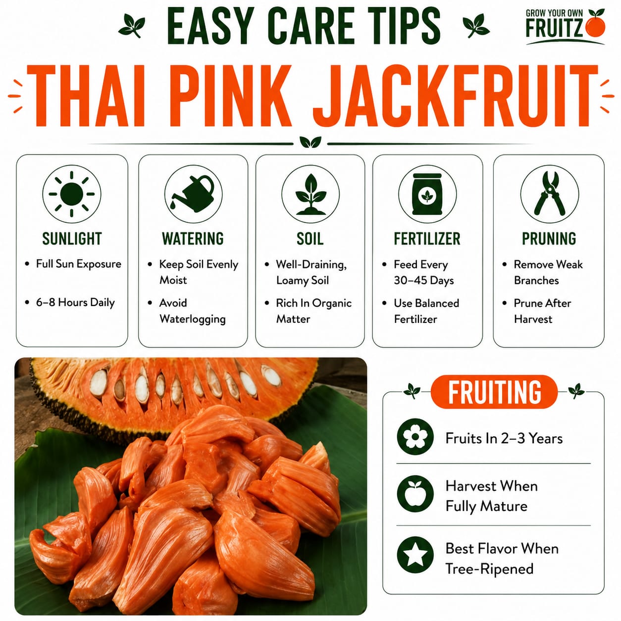 Thai Pink Jack Fruit Plant (All season Fruits) Grafted plant for Home & Terrace Gardening