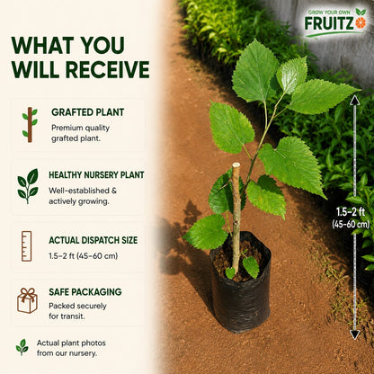 Mulberry Grafted Fruit Plant for Home & Terrace