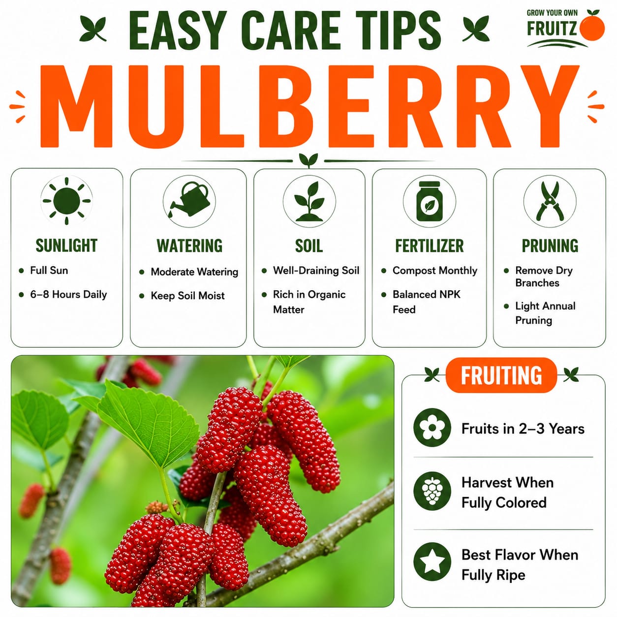 Mulberry Grafted Fruit Plant for Home & Terrace