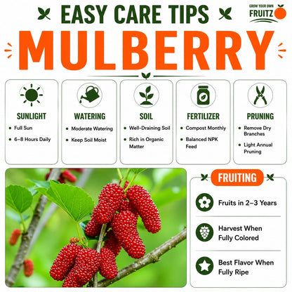 Mulberry Grafted Fruit Plant for Home & Terrace