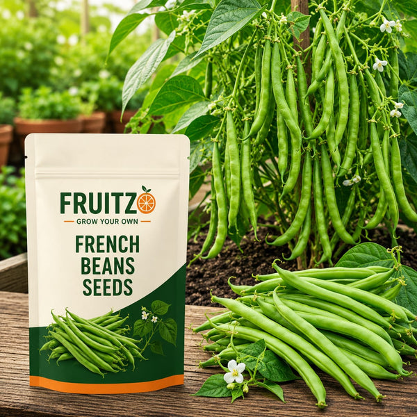 French Beans Seeds for Home & Terrace Gardening