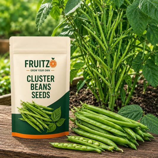 Cluster Beans Seeds for Home & Terrace Gardening