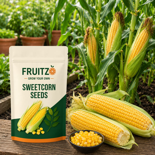 Sweetcorn Seeds for Home & Terrace Gardening