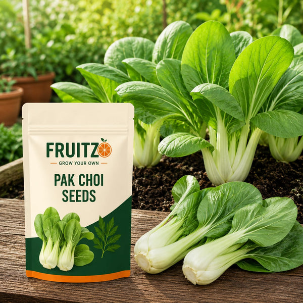 Pak Choy Seeds for Home & Terrace Gardening