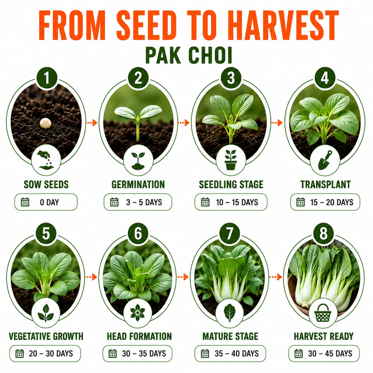 Pak Choy Seeds for Home & Terrace Gardening