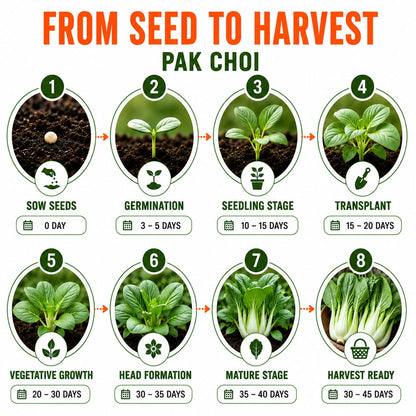 Pak Choy Seeds for Home & Terrace Gardening
