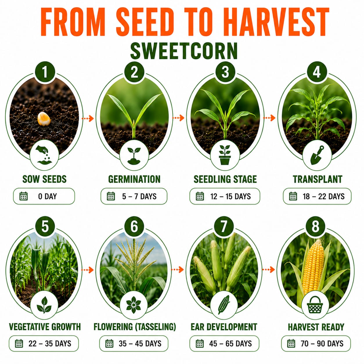 Sweetcorn Seeds for Home & Terrace Gardening