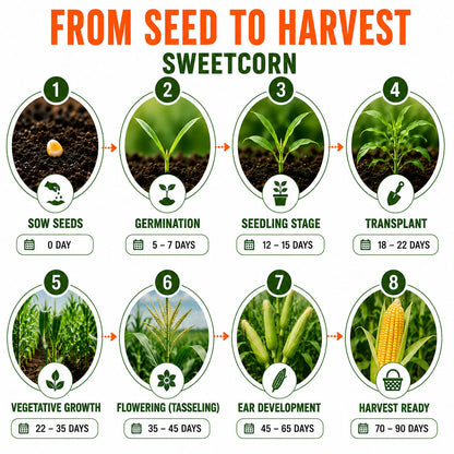 Sweetcorn Seeds for Home & Terrace Gardening