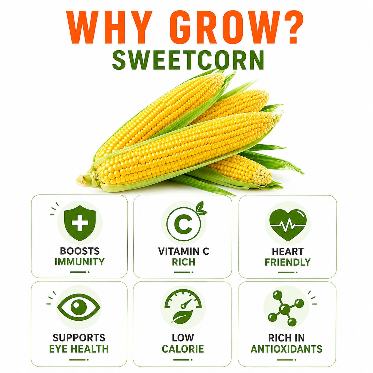 Sweetcorn Seeds for Home & Terrace Gardening