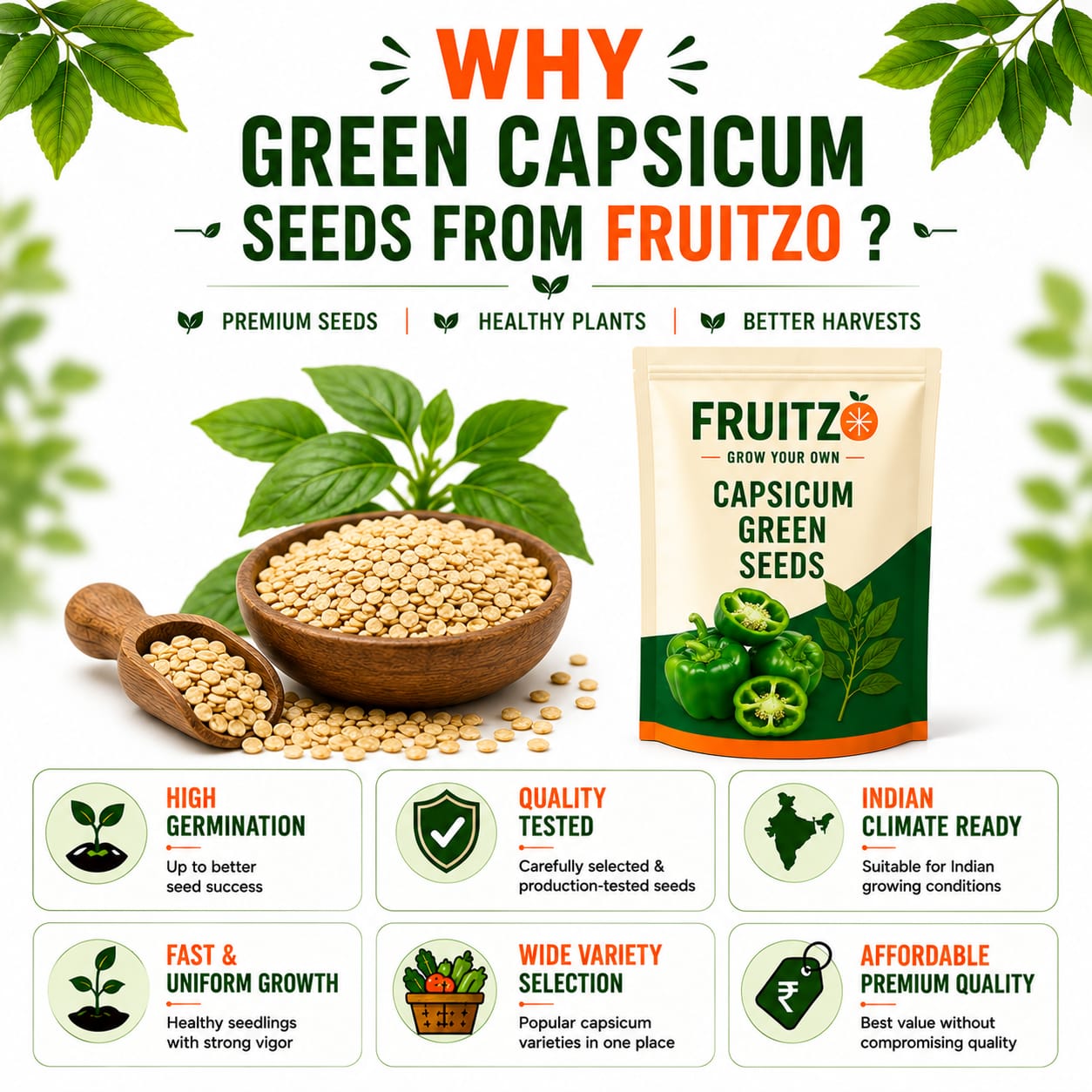 Capsicum Green Seeds for Home & Terrace Gardening