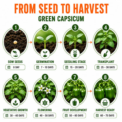 Capsicum Green Seeds for Home & Terrace Gardening
