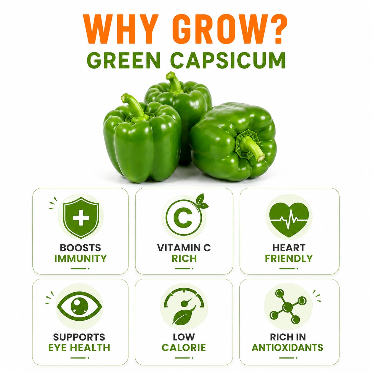 Capsicum Green Seeds for Home & Terrace Gardening